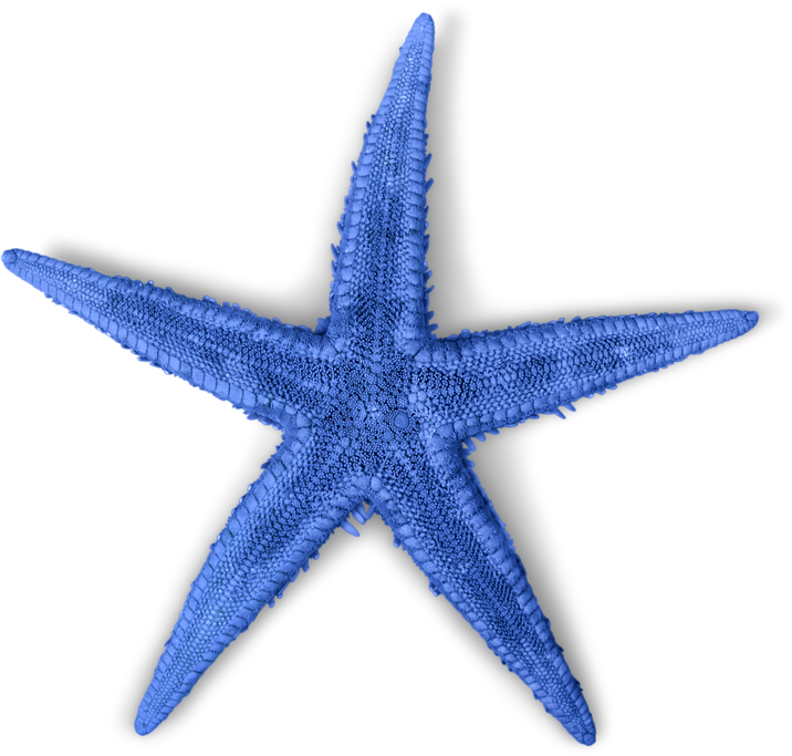 Blue Starfish 